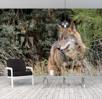 Picture of Male of iberian wolf Canis lupus signatus